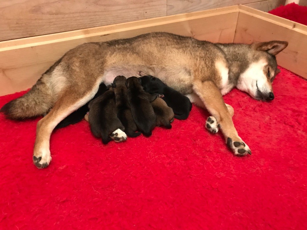 de la jassette du cap del mas - Chiot disponible  - Shiba