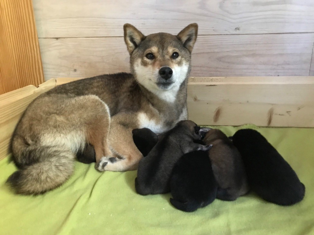 de la jassette du cap del mas - Chiot disponible  - Shiba