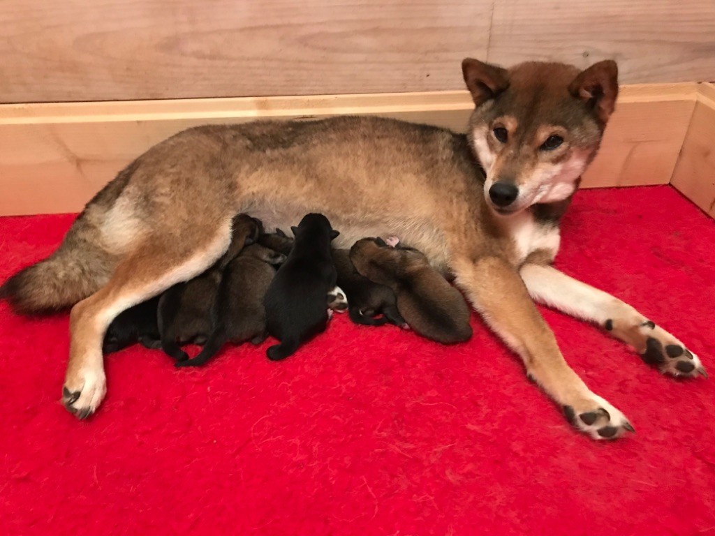 de la jassette du cap del mas - Chiot disponible  - Shiba