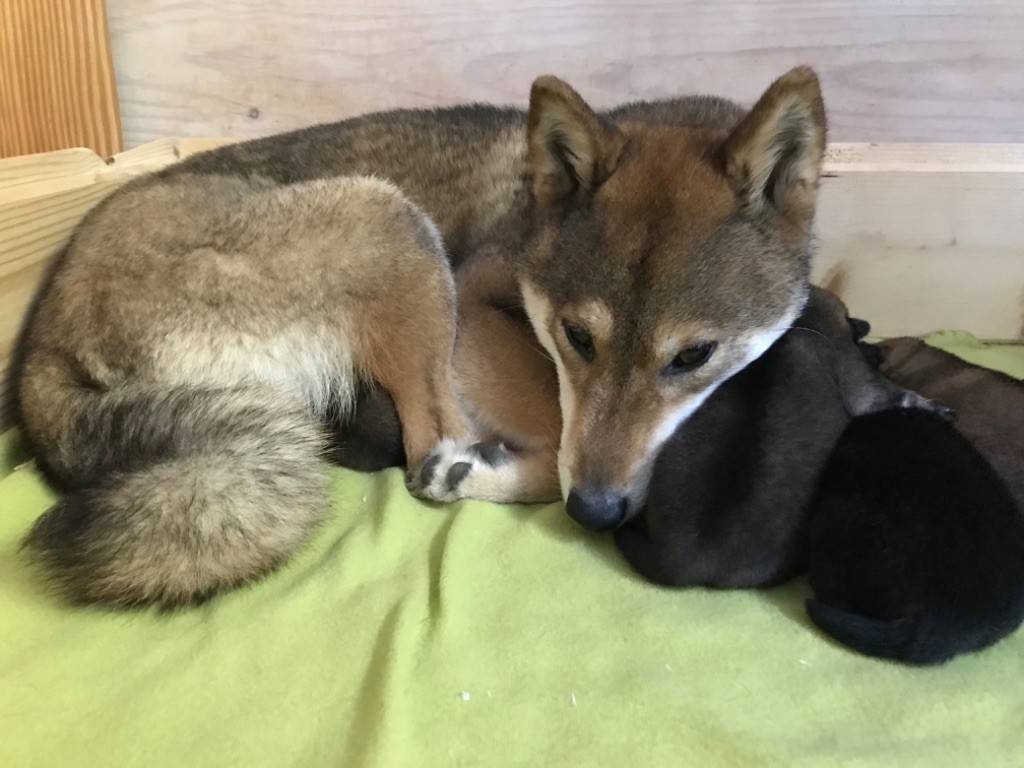 de la jassette du cap del mas - Chiot disponible  - Shiba