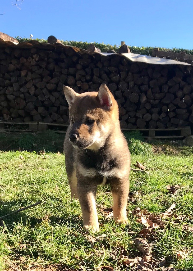 de la jassette du cap del mas - Chiot disponible  - Shiba