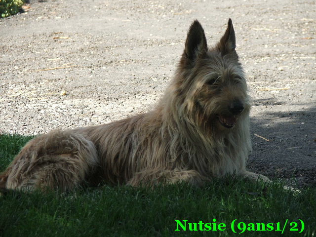 Nutsie De la garenne de l'orme