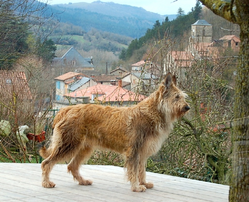 CH. Erka de la jassette du cap del mas