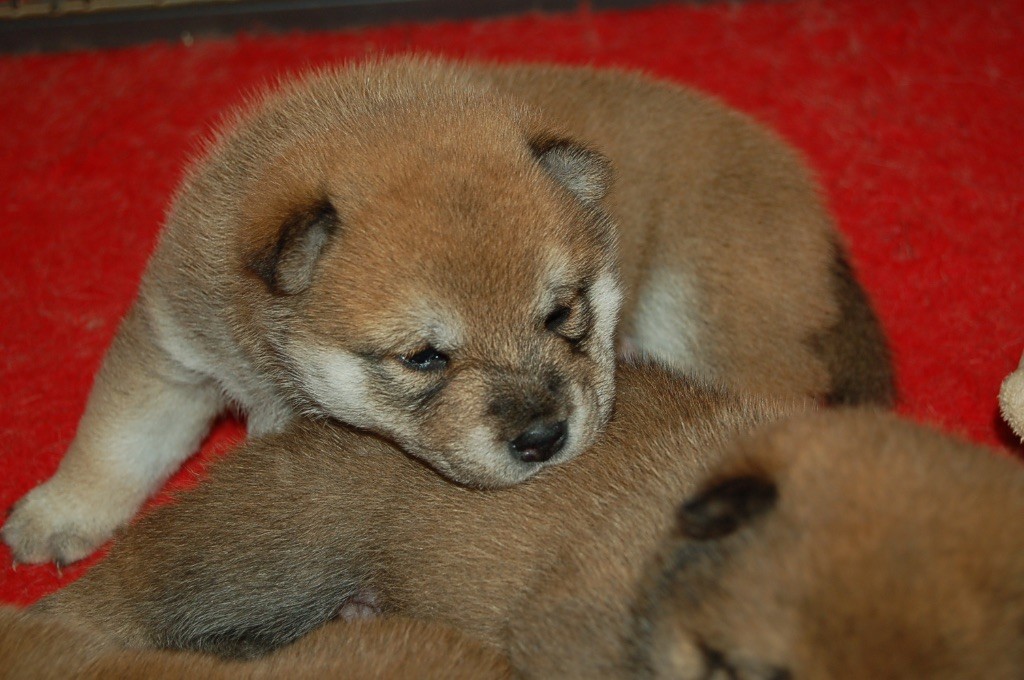 chiot Engi Ryu