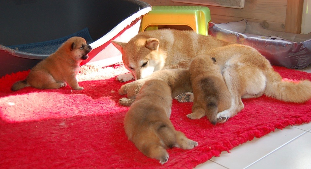 chiot de Engi x Taka