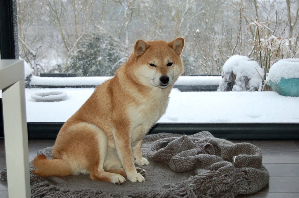 chiot Engi xByzen