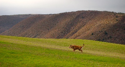 de la jassette du cap del mas
