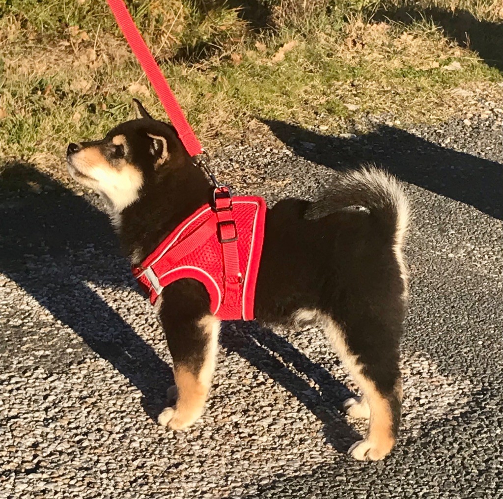 de la jassette du cap del mas - Chiots disponibles - Shiba