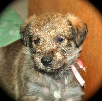 Iona
