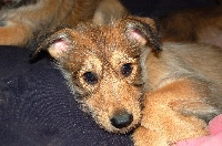 LAYKA