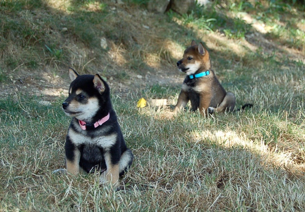 Chiot Shiba de la jassette du cap del mas