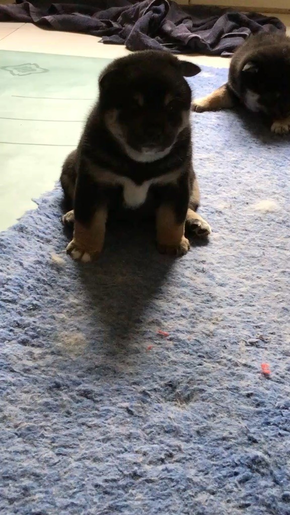 Chiot Shiba de la jassette du cap del mas